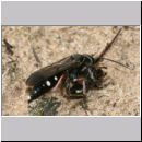 Episyron rufipes - Wegwespe w14 beim Nesteintrag mit einer Spinne.jpg